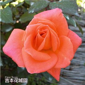 【予約】 バラ苗 ベッティーナ （ベッティナー） ハイブリッドティー ローズ 橙系 2年生 大苗 バラ 薔薇 ばら 3本以上で送料無料