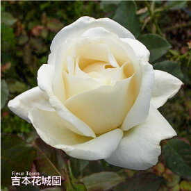 【早割予約中】 バラ苗 ホワイトクリスマス ハイブリッドティー ローズ 白系 2年生 大苗 バラ 薔薇 ばら 3本以上で送料無料 10月末より順次発送
