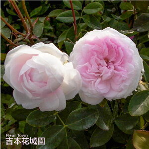 y\z oc ϘO iӂ񂵂傤낤Eӂ񂶂゠낤j I[h [Y sNn 2N c o KN ΂ 3{ȏő