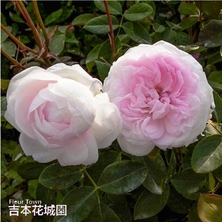 楽天市場】≪冬剪定済≫ 2年生 バラ苗 粉粧楼 （ピンク） ふんしょう  