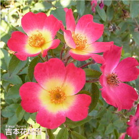 【予約】 バラ苗 カクテル （コクテール） つるバラ クライミング ローズ 複色系 2年生 大苗 バラ 薔薇 ばら 3本以上で送料無料