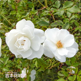 【予約】 バラ苗 つるアイスバーグ の枝変わり つるバラ クライミング ローズ 白系 2年生 大苗 バラ 薔薇 ばら 3本以上で送料無料