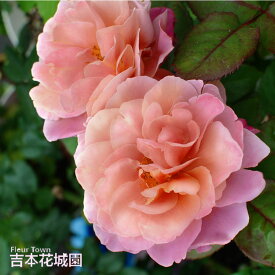 【早割予約中】 バラ苗 ディスタントドラムス フロリバンダ ローズ 複色系 2年生 大苗 バラ 薔薇 ばら 3本以上で送料無料 10月末より順次発送