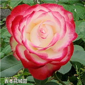 【早割予約中】 バラ苗 ジュピレデュプリンスドゥモナコ （ジュピレデュプリンスドモナコ） フロリバンダ ローズ 複色系 2年生 大苗 バラ 薔薇 ばら 3本以上で送料無料