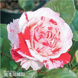 【早割予約中】 バラ苗 センチメンタル フロリバンダ ローズ 複色系 2年生 大苗 バラ 薔薇 ばら 3本以上で送料無料