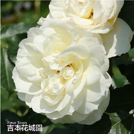 【予約】 バラ苗 チャイコフスキー ハイブリッドティー ローズ 白系 2年生 大苗 バラ 薔薇 ばら 3本以上で送料無料