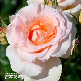 【予約】 バラ苗 ヨハンシュトラウス ハイブリッドティー ローズ ピンク系 2年生 大苗 バラ 薔薇 ばら 3本以上で送料無料