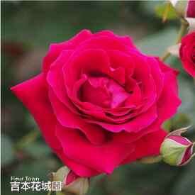 【予約】 バラ苗 クリムゾングローリー ハイブリッドティー ローズ 赤系 2年生 大苗 バラ 薔薇 ばら 3本以上で送料無料