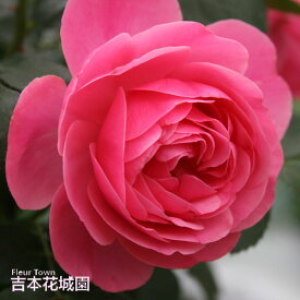 バラ苗 レオナルドダヴィンチ つるバラ クライミング ローズ ピンク系 2年生 大苗 バラ 薔薇 ばら 3本以上で送料無料