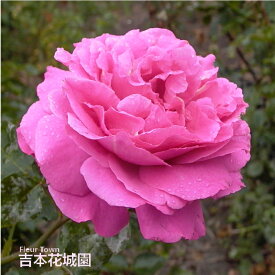 バラ苗 イブピアッチェ （イヴピアジェ） ハイブリッドティー ローズ ピンク系 2年生 大苗 バラ 薔薇 ばら 3本以上で送料無料