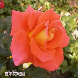 【予約】 バラ苗 モニカ ハイブリッドティー ローズ 橙系 2年生 大苗 バラ 薔薇 ばら 3本以上で送料無料