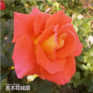 y\z oc jJ nCubheB[ [Y n 2N c o KN ΂ 3{ȏő