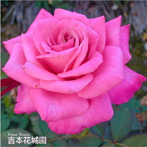 y\񒆁z oc Xet@j[hDiR iXet@j[hiRj nCubheB[ [Y sNn 2N c o KN ΂ 3{ȏő