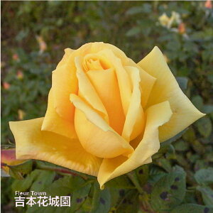 y\z oc VÉ i܂Ƃ߁j nCubheB[ [Y Fn 2N c o KN ΂ 3{ȏő