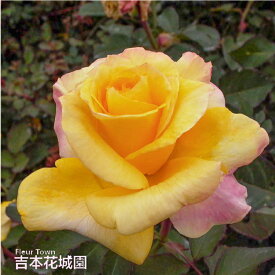 【早割予約中】 バラ苗 カブキ ハイブリッドティー ローズ 黄色系 2年生 大苗 バラ 薔薇 ばら 3本以上で送料無料 10月末より順次発送