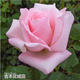 【予約】 バラ苗 サマーレディ ハイブリッドティー ローズ ピンク系 2年生 大苗 バラ 薔薇 ばら 3本以上で送料無料