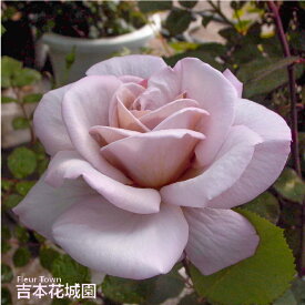 【予約】 バラ苗 グレイパール ハイブリッドティー ローズ 茶色系 2年生 大苗 バラ 薔薇 ばら 3本以上で送料無料