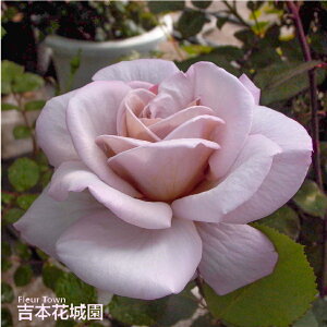 y\z oc OCp[ nCubheB[ [Y Fn 2N c o KN ΂ 3{ȏő