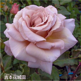 【予約】 バラ苗 ジュリア ハイブリッドティー ローズ 茶色系 2年生 大苗 バラ 薔薇 ばら 3本以上で送料無料