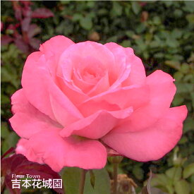 【予約】 バラ苗 芳純 （ほうじゅん） ハイブリッドティー ローズ ピンク系 2年生 大苗 バラ 薔薇 ばら 3本以上で送料無料