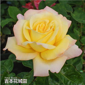 バラ苗 ピース ハイブリッドティー ローズ 黄色系 2年生 大苗 バラ 薔薇 ばら 3本以上で送料無料