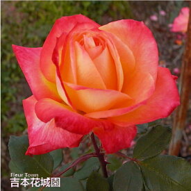 【予約】 バラ苗 シャーコック ハイブリッドティー ローズ 橙系 2年生 大苗 バラ 薔薇 ばら 3本以上で送料無料