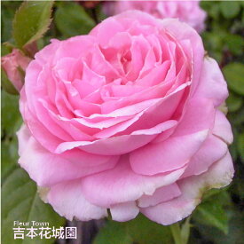 【予約】 バラ苗 オウギュストルノアール （オーギュストルノアール） ハイブリッドティー ローズ ピンク系 2年生 大苗 バラ 薔薇 ばら 3本以上で送料無料