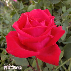 【予約】 バラ苗 クリスチャンディオール ハイブリッドティー ローズ 赤系 2年生 大苗 バラ 薔薇 ばら 3本以上で送料無料