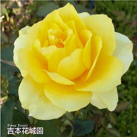 【予約】 バラ苗 ゴールデンメダイヨン ハイブリッドティー ローズ 黄色系 2年生 大苗 バラ 薔薇 ばら 3本以上で送料無料