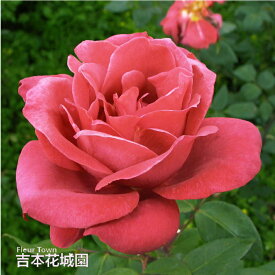 【早割予約中】 バラ苗 ブラックティー ハイブリッドティー ローズ 茶色系 2年生 大苗 バラ 薔薇 ばら 3本以上で送料無料 10月末より順次発送