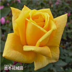 【早割予約中】 バラ苗 マルコポーロ ハイブリッドティー ローズ 黄色系 2年生 大苗 バラ 薔薇 ばら 3本以上で送料無料