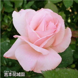 【予約】 バラ苗 ブライダルピンク フロリバンダ ローズ ピンク系 2年生 大苗 バラ 薔薇 ばら 3本以上で送料無料