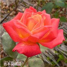 【予約】 バラ苗 錦絵 （にしきえ） フロリバンダ ローズ 橙系 2年生 大苗 バラ 薔薇 ばら 3本以上で送料無料