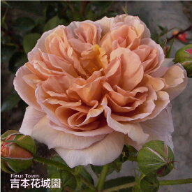 【予約】 バラ苗 カフェ フロリバンダ ローズ 茶色系 2年生 大苗 バラ 薔薇 ばら 3本以上で送料無料