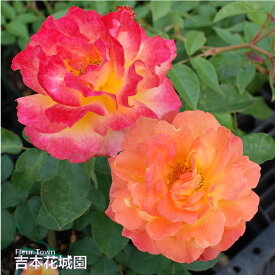 【予約】 バラ苗 スヴニールドゥアンネフランク （アンネの思い出） フロリバンダ ローズ 複色系 2年生 大苗 バラ 薔薇 ばら 3本以上で送料無料