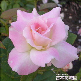 【早割予約中】 バラ苗 マチルダ フロリバンダ ローズ ピンク系 2年生 大苗 バラ 薔薇 ばら 3本以上で送料無料