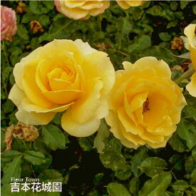 バラ苗 ゴールドバニー フロリバンダ ローズ 黄色系 2年生 大苗 バラ 薔薇 ばら 3本以上で送料無料