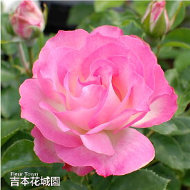 【早割予約中】 バラ苗 ストロベリーアイス フロリバンダ ローズ ピンク系 2年生 大苗 バラ 薔薇 ばら 3本以上で送料無料 10月末より順次発送