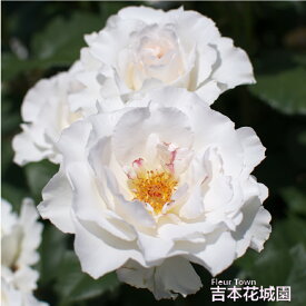 バラ苗 マーガレットメリル フロリバンダ ローズ 白系 2年生 大苗 バラ 薔薇 ばら 3本以上で送料無料