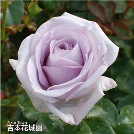 【予約】 バラ苗 ブルーバユー フロリバンダ ローズ 紫系 2年生 大苗 バラ 薔薇 ばら 3本以上で送料無料
