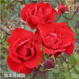 バラ苗 イングリットウェーブル 赤系 フロリバンダ ローズ 2年生 大苗 バラ 薔薇 ばら 3本以上で送料無料