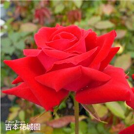 【予約】 バラ苗 アンクルウォルター つるバラ クライミング ローズ 赤系 2年生 大苗 バラ 薔薇 ばら 3本以上で送料無料