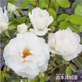 バラ苗 サマースノー つるバラ クライミング 白系 ローズ 2年生 大苗 バラ 薔薇 ばら 3本以上で送料無料