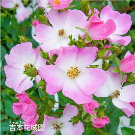 【予約】 バラ苗 バレリーナ つるバラ シュラブ ピンク系 クライミング ローズ 2年生 大苗 バラ 薔薇 ばら 3本以上で送料無料