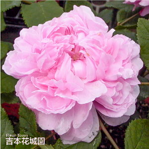 y\񒆁z oc WbNJeBG I[h [Y sNn 2N c o KN ΂ 3{ȏő