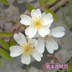 バラ苗 白モッコウバラ （ロサ・バンクシアエ・ノルマリス） 木香薔薇 オールド ローズ スピーシーズ（原種） 白系 2年生 大苗 バラ 薔薇 ばら 3本以上で送料無料