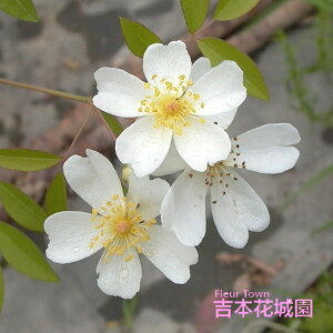 y\z oc bREo iTEoNVAGEm}Xj ؍KN I[h [Y Xs[V[Yij n 2N c o KN ΂ 3{ȏő