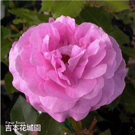 【予約】 バラ苗 ルイーズオディエ （ルイーズオディ—ル） オールド ローズ ピンク系 2年生 大苗 バラ 薔薇 ばら 3本以上で送料無料