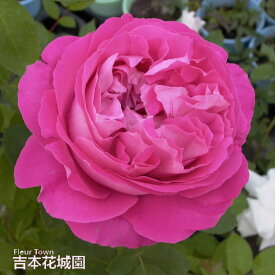 バラ苗 ポールネイロン オールド ローズ ピンク系 2年生 大苗 バラ 薔薇 ばら 3本以上で送料無料 10月末より順次発送 【早割終了しました】
