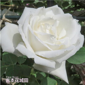 【早割予約中】 バラ苗 フラウカールドルシュキ つるバラ クライミング ローズ 白系 2年生 大苗 バラ 薔薇 ばら 3本以上で送料無料